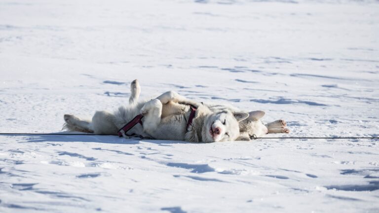 Odpočívající pes v zimě.
