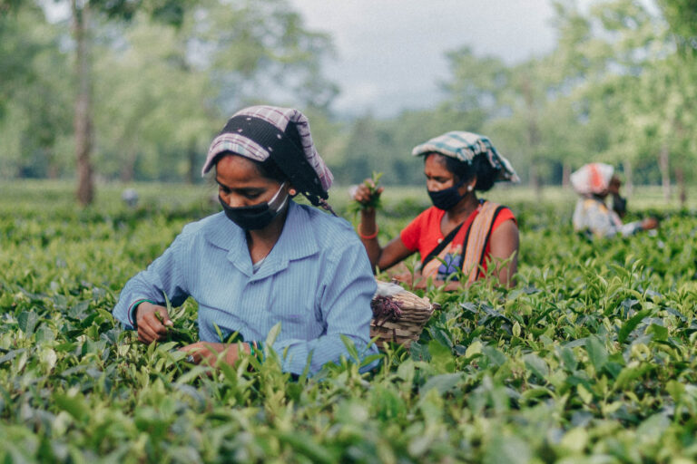 Sběračky na čajové plantáži