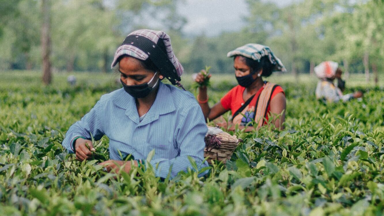 Sběračky čaje na čajové plantáži