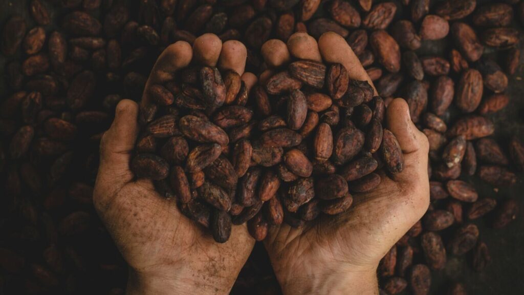 Upražené kakaové boby