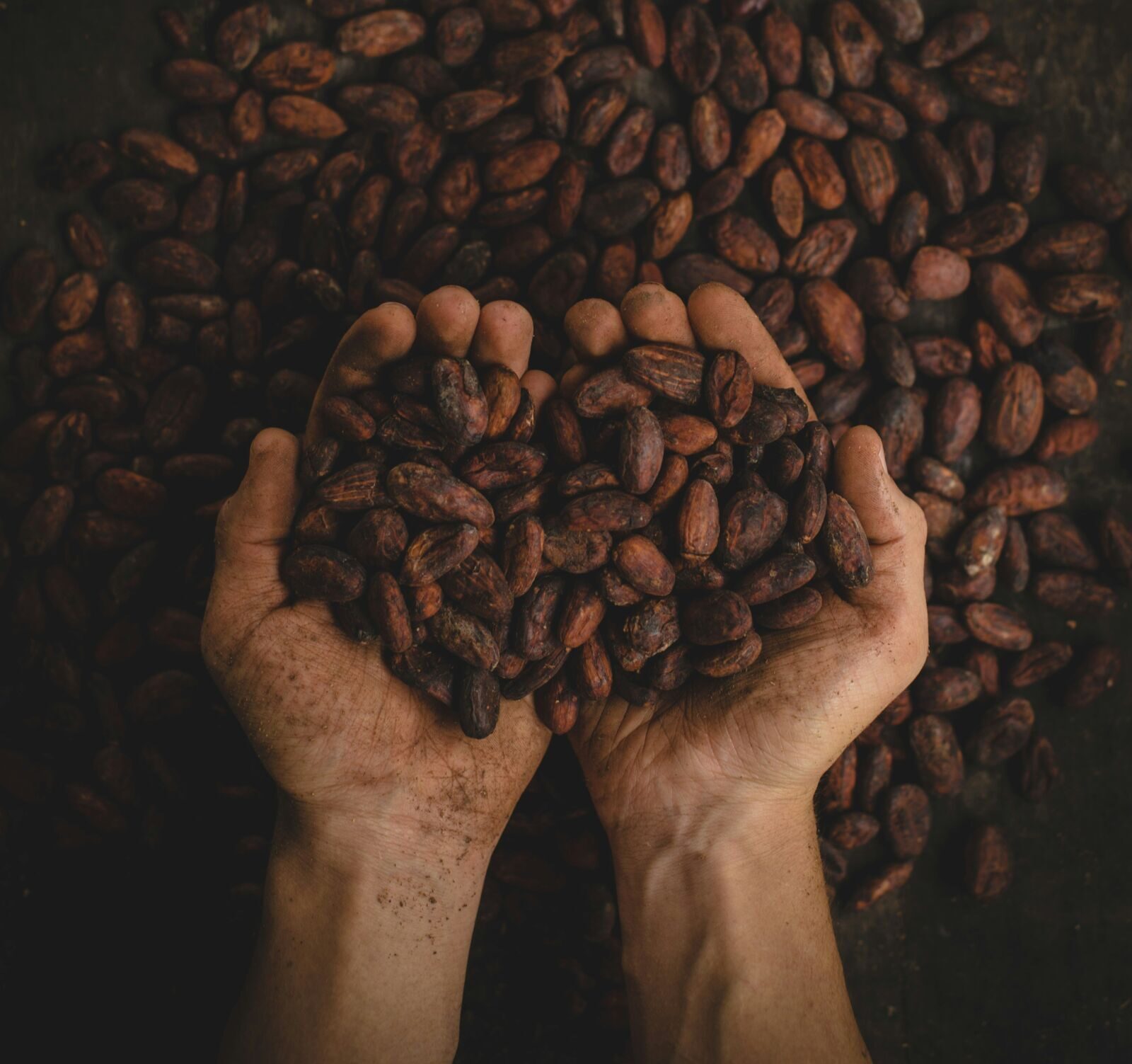 Upražené kakaové boby