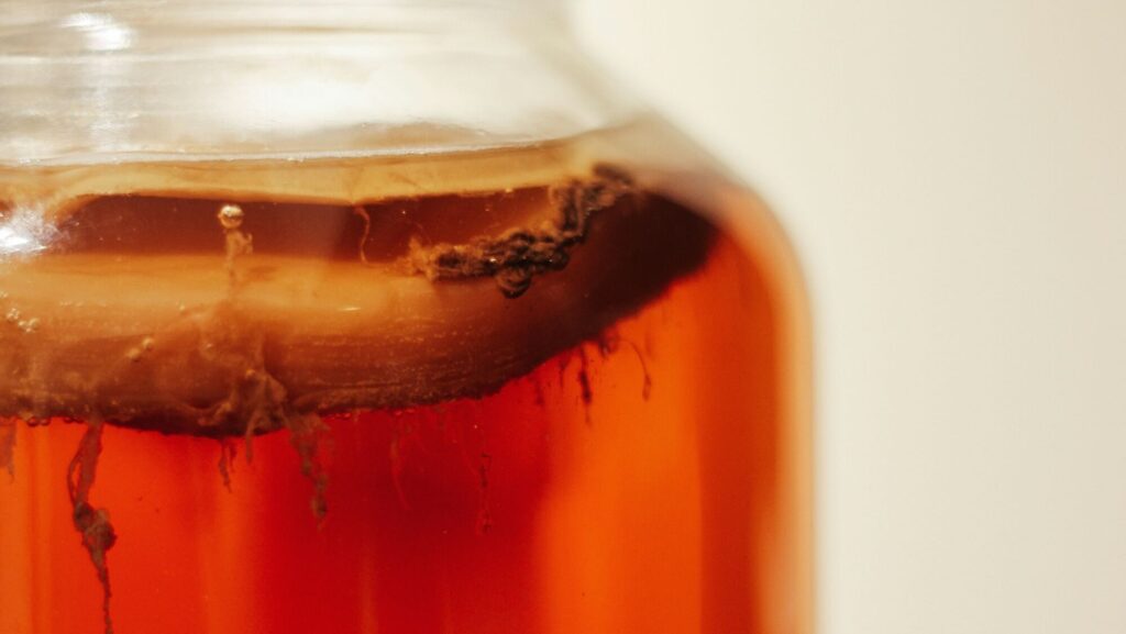 SCOBY = symbiotic culture of bacterias and yeasts = Symbiotická kultura bakterií a kvasinek